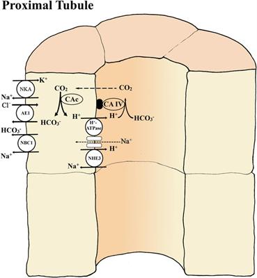 Role of the kidneys in acid-base regulation and ammonia excretion in freshwater and seawater fish: implications for nephrocalcinosis